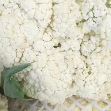 河北邯郸南大堡蔬菜市场散花甘蓝石花大量上市