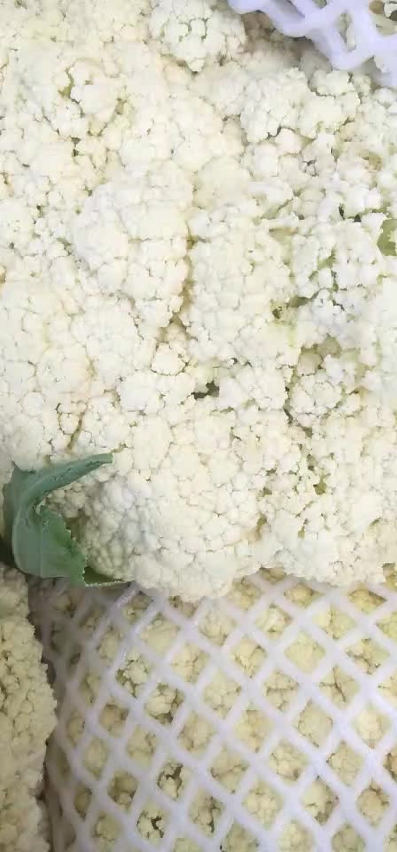 河北邯郸南大堡蔬菜市场散花甘蓝石花大量上市