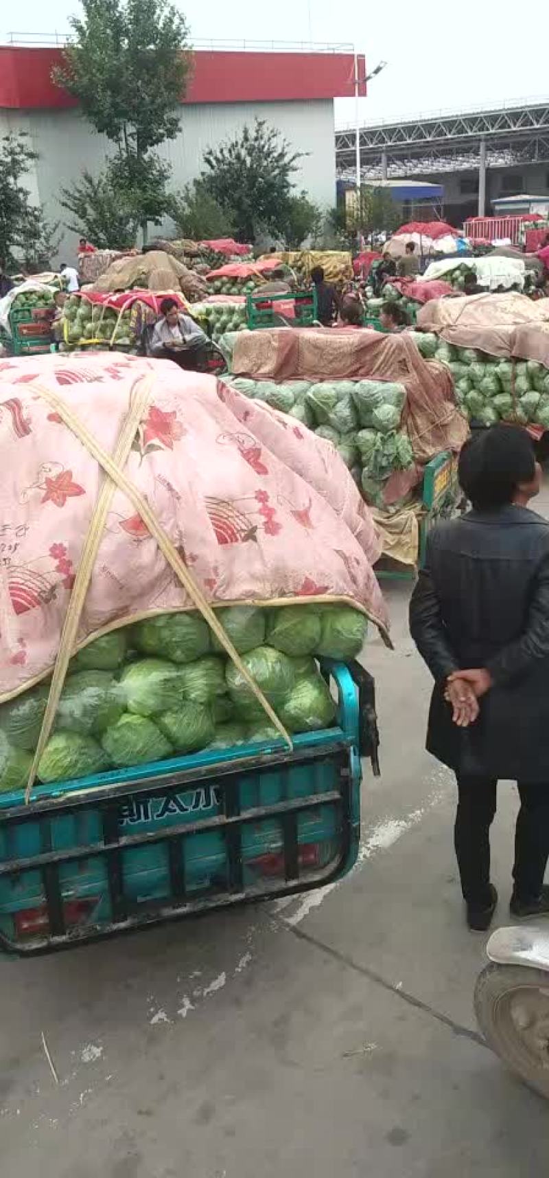 河北邯郸南大堡蔬菜市场散花甘蓝石花大量上市