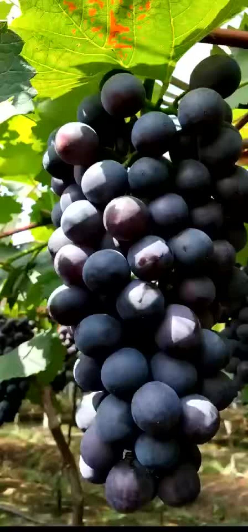葡萄