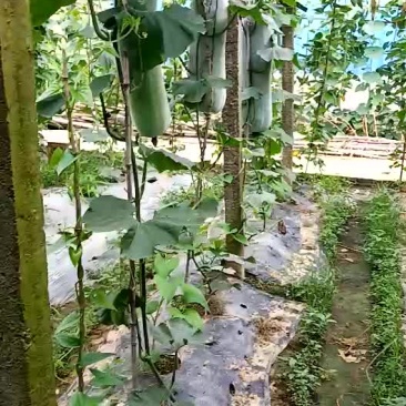 本地非常漂亮的白冬瓜