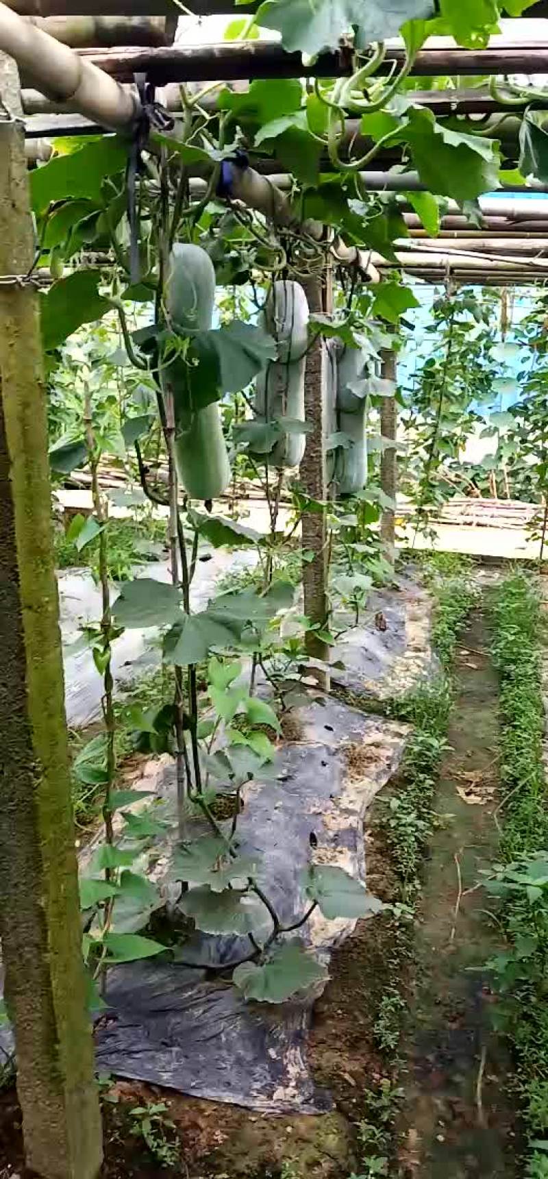 本地非常漂亮的白冬瓜