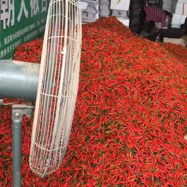 指天椒