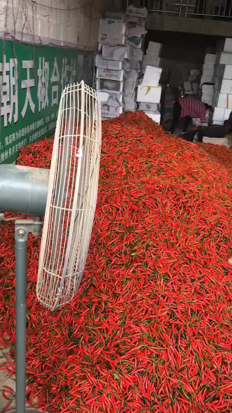 指天椒