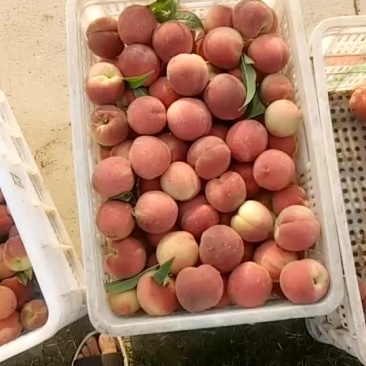 毛桃