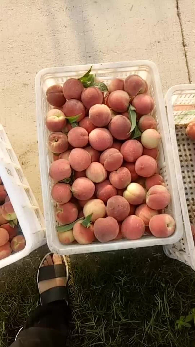毛桃