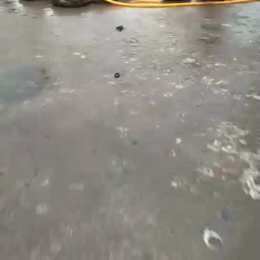 贝类
