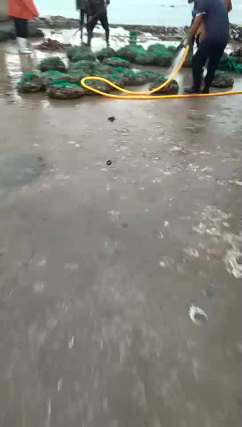贝类