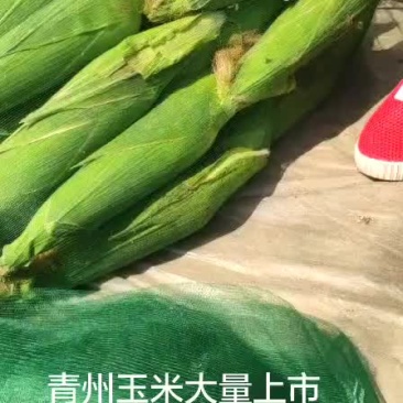 新鲜粘玉米上市了！