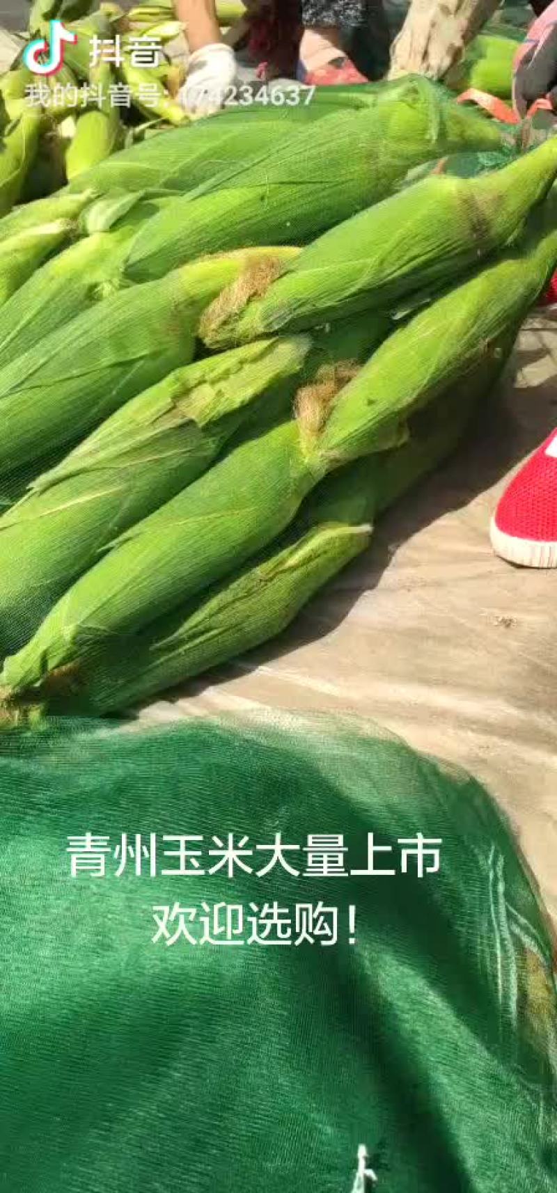 新鲜粘玉米上市了！