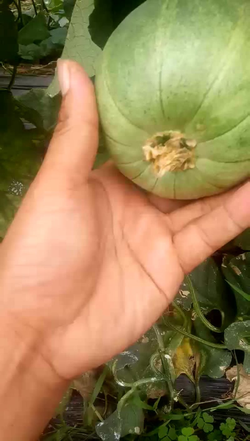 绿宝甜瓜