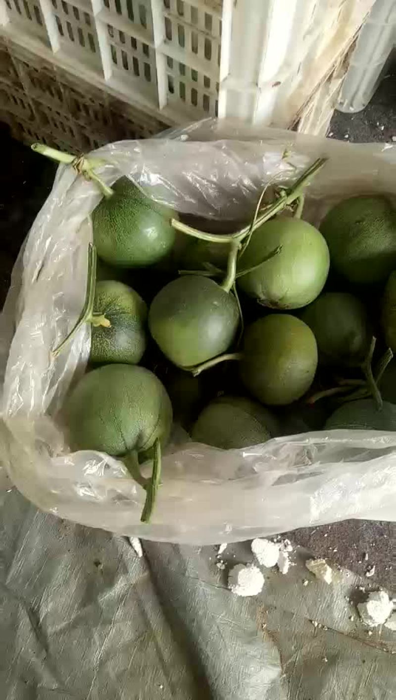 绿宝甜瓜