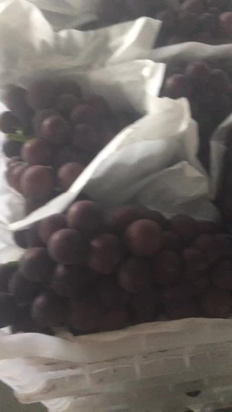 葡萄
