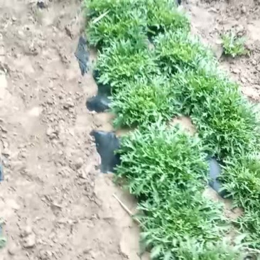 苦菊