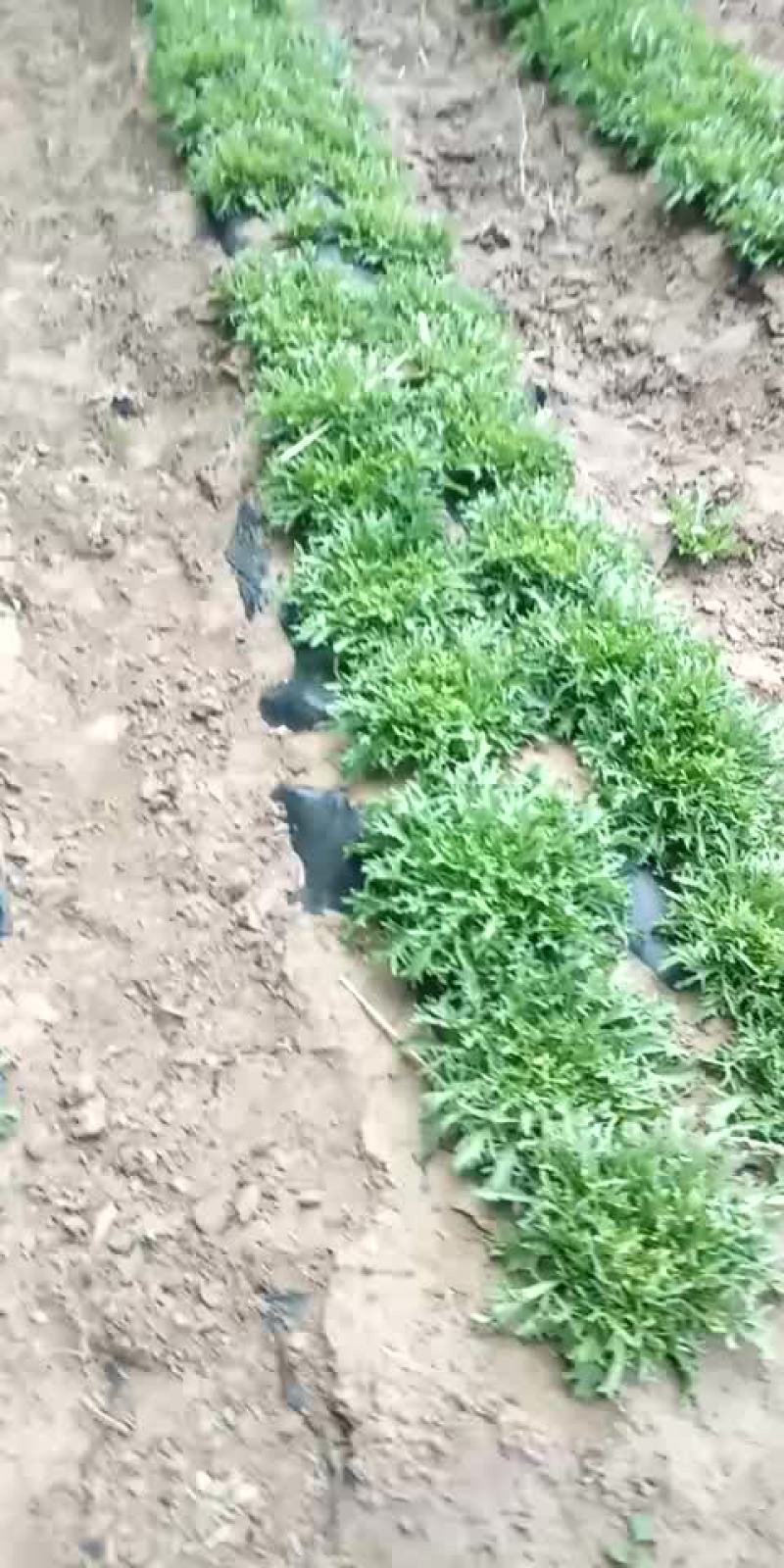 苦菊