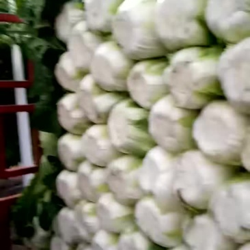 临洮黄心大白菜