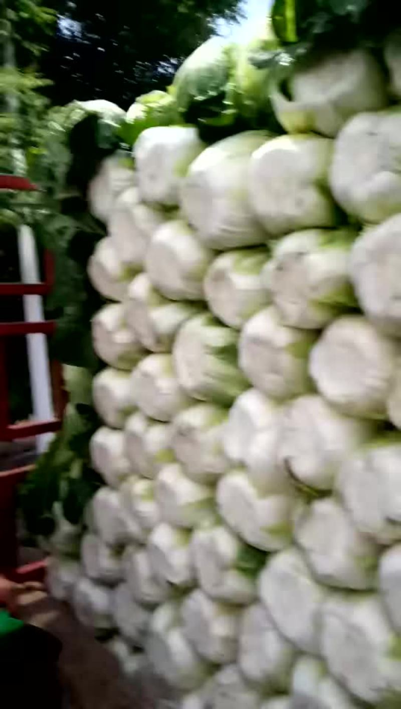 临洮黄心大白菜