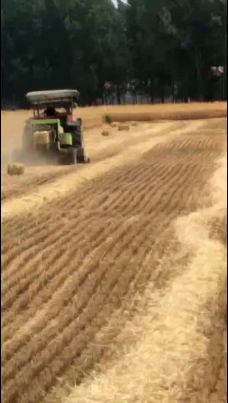 小麦秸秆。