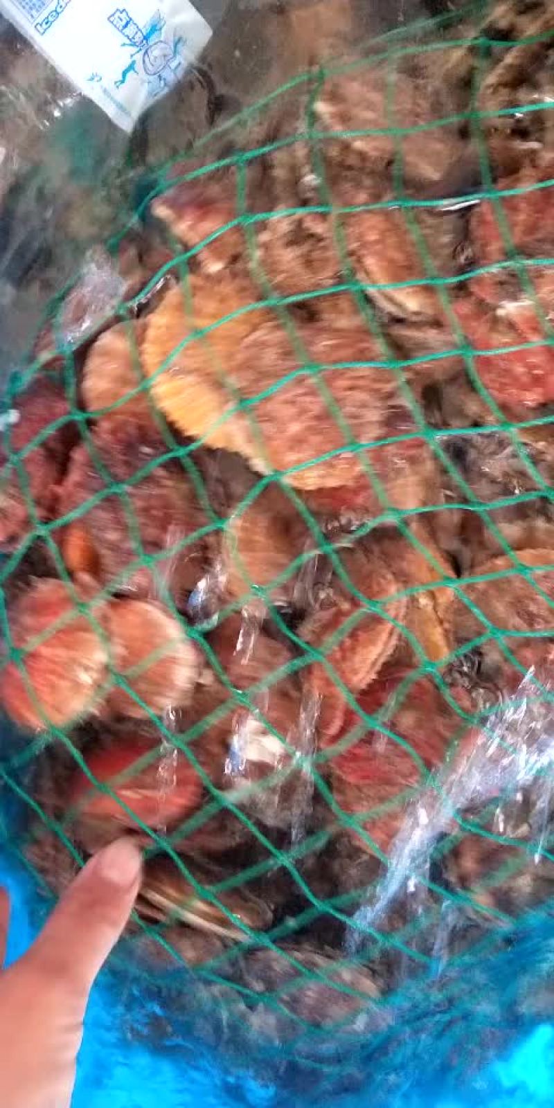 扇贝