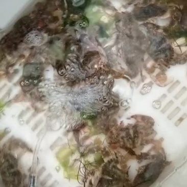 螃蟹