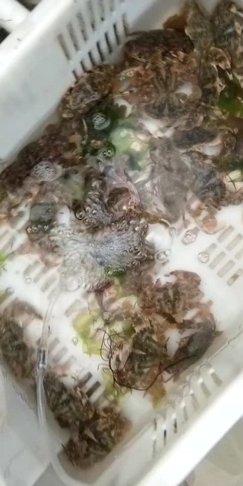 螃蟹