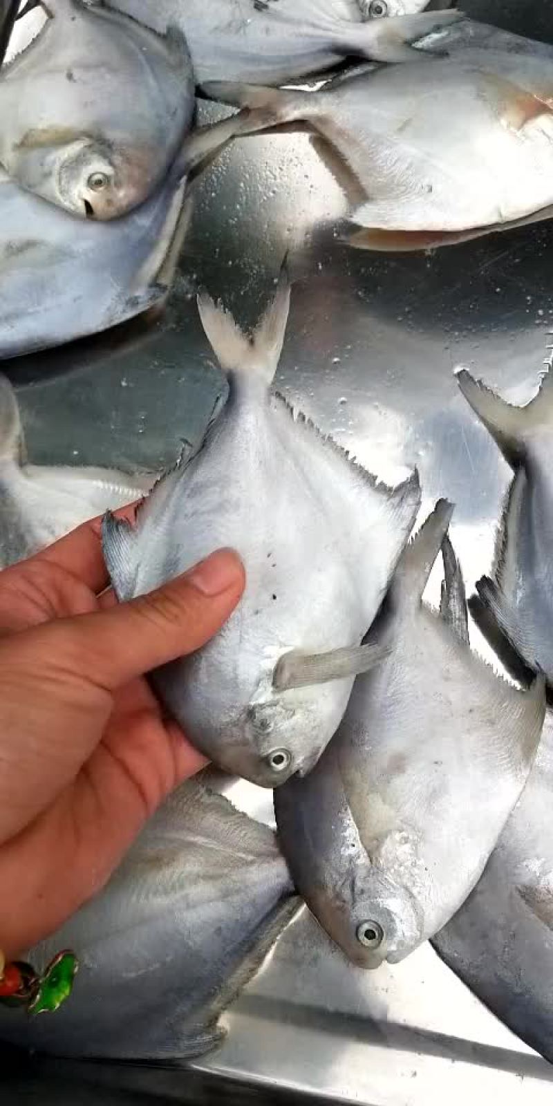 鲳鱼