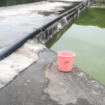 鲫鱼