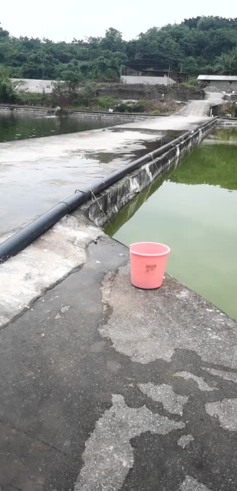 鲫鱼