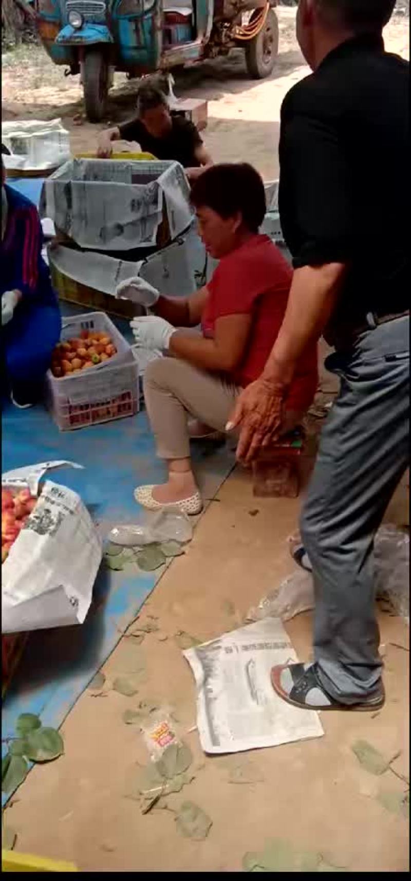 梅杏大量供货