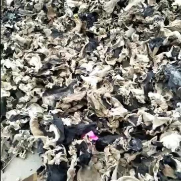 毛木耳
