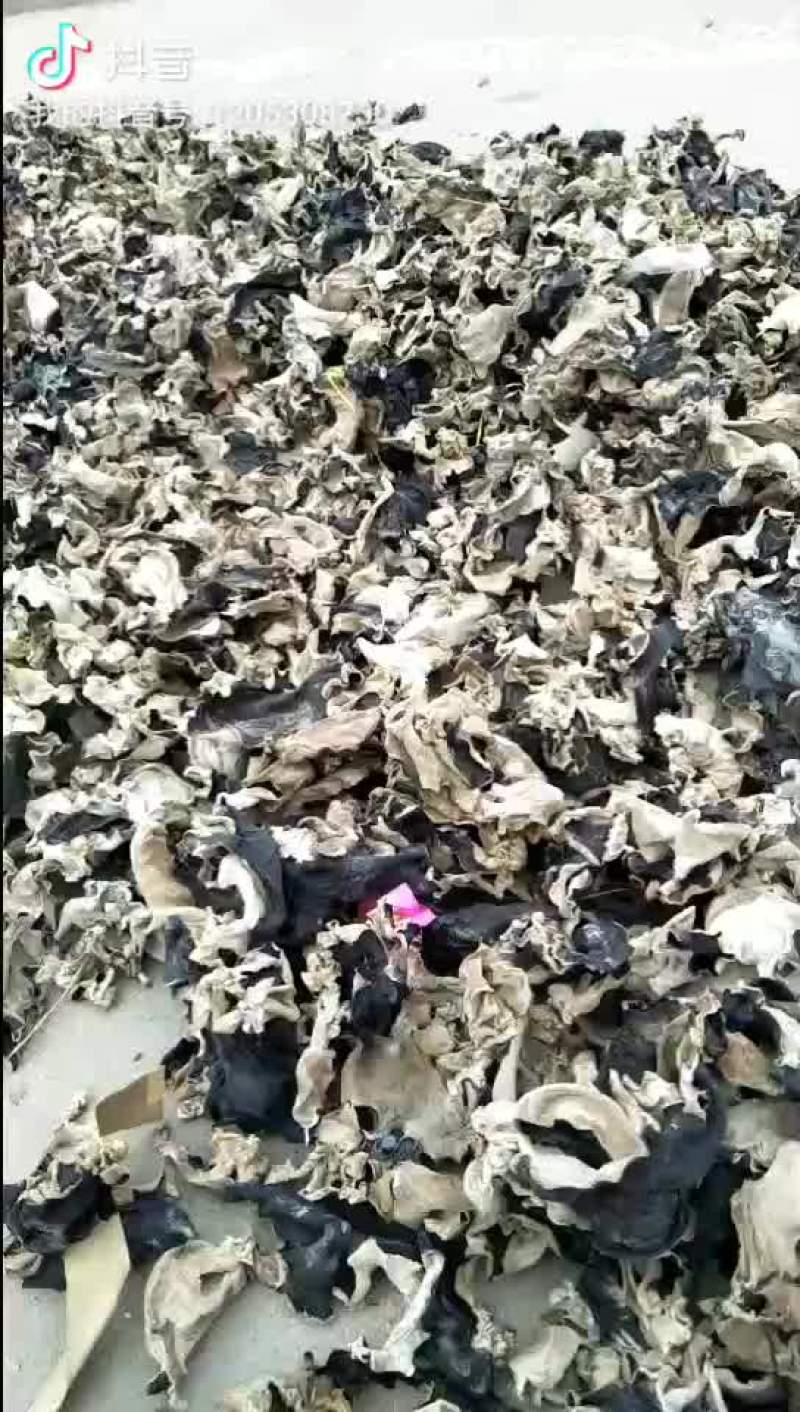 毛木耳
