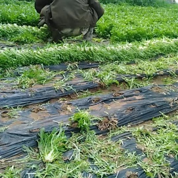 精品苦菊质量完美有一流的团队
