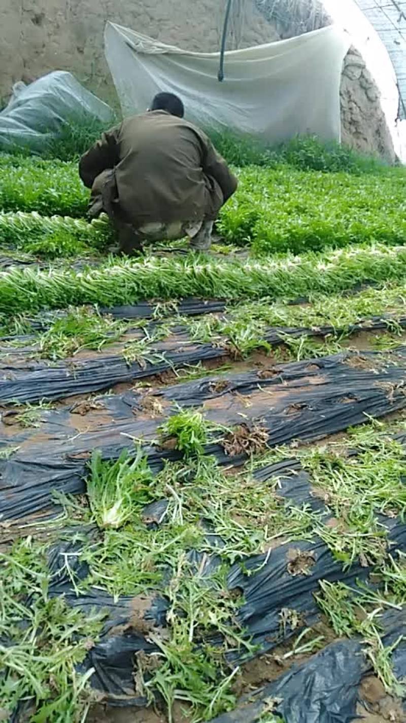 精品苦菊质量完美有一流的团队