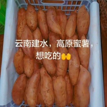 红薯