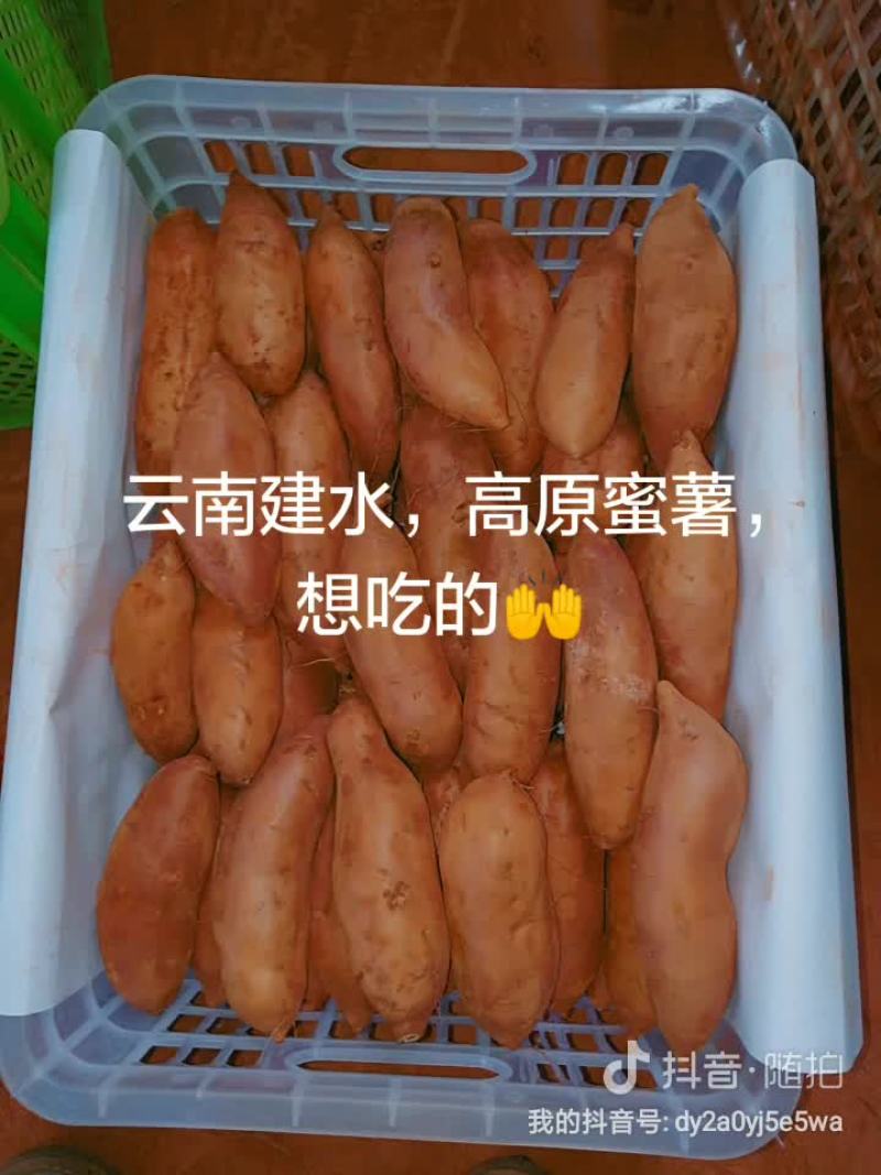 红薯