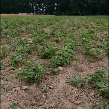 安徽亳州牡丹苗五十万株。