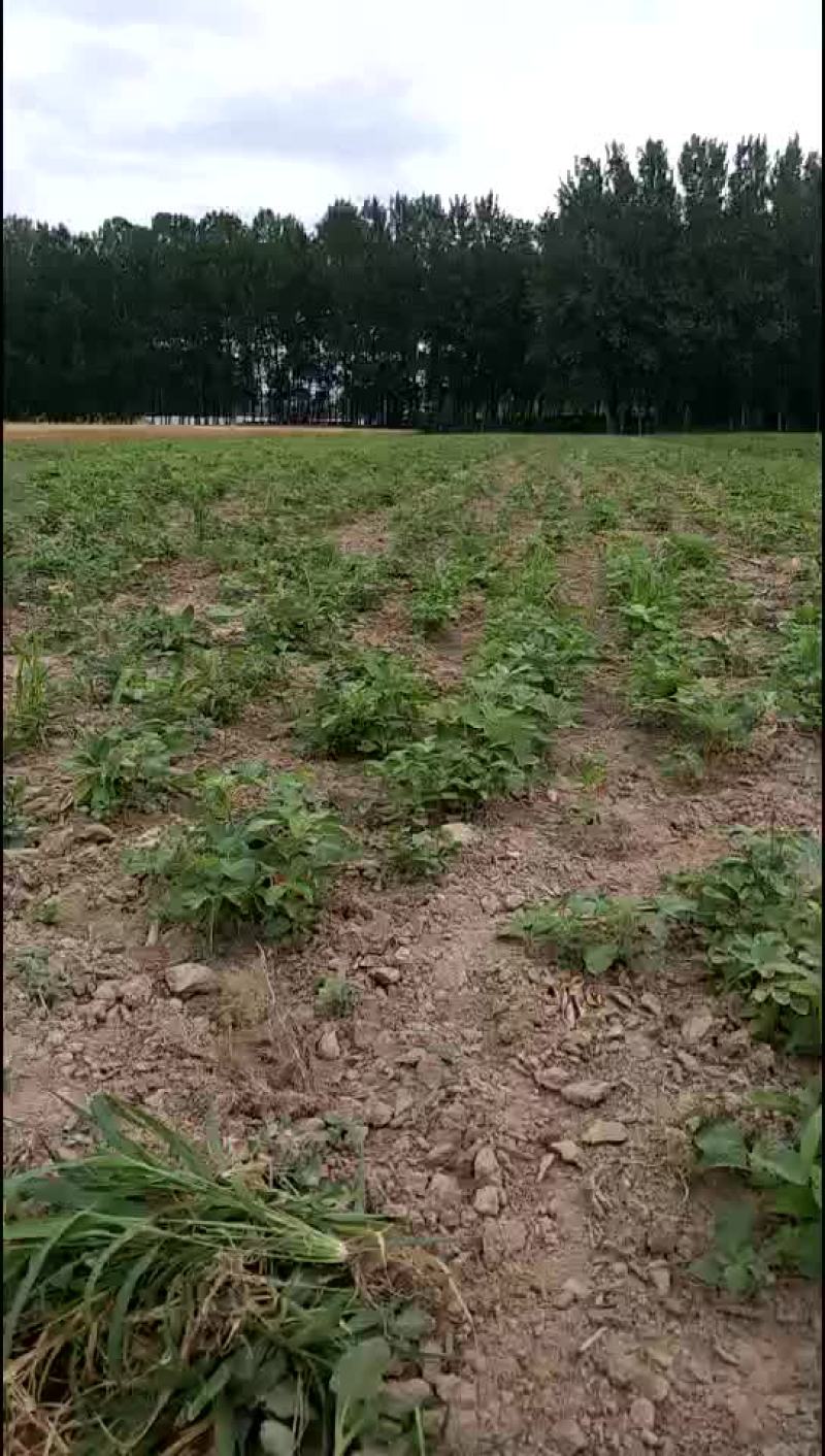 安徽亳州牡丹苗五十万株。