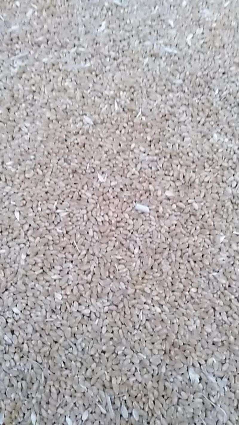 优质小麦