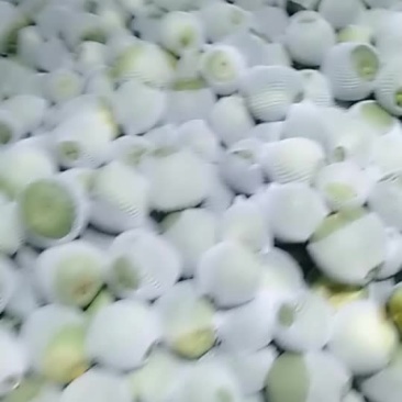 吊曼绿博特甜瓜