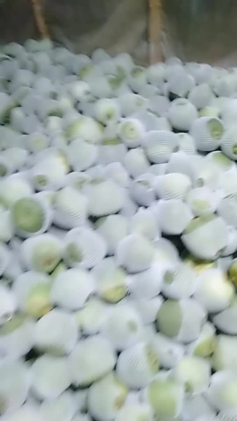 吊曼绿博特甜瓜