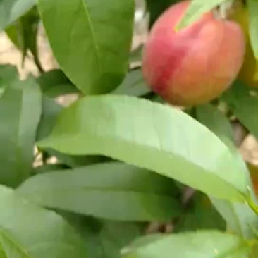48油桃