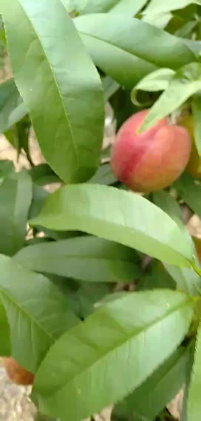 48油桃