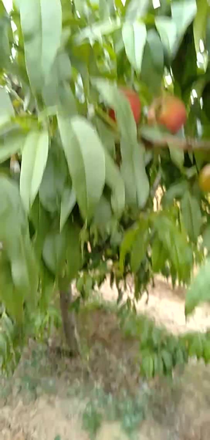 48油桃