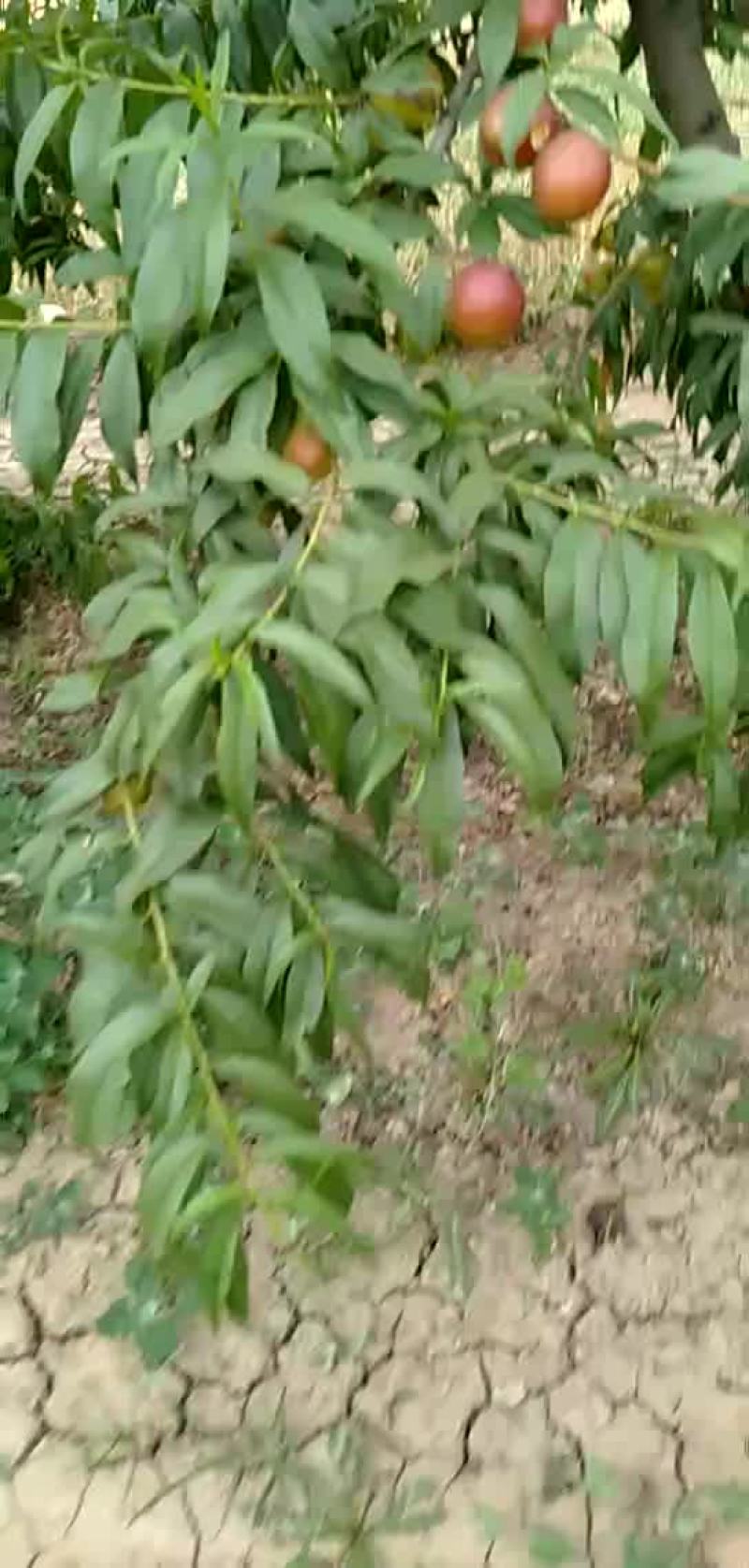 48油桃