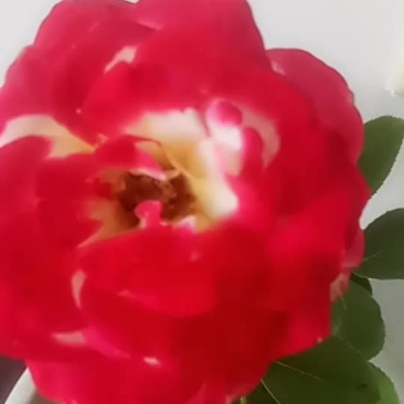 月菊花