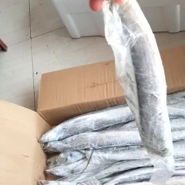 刀鱼船冻