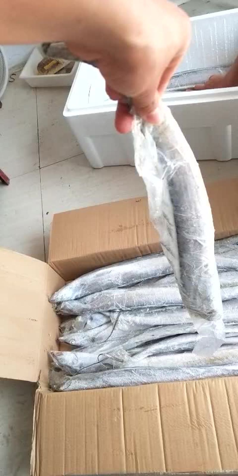 刀鱼船冻