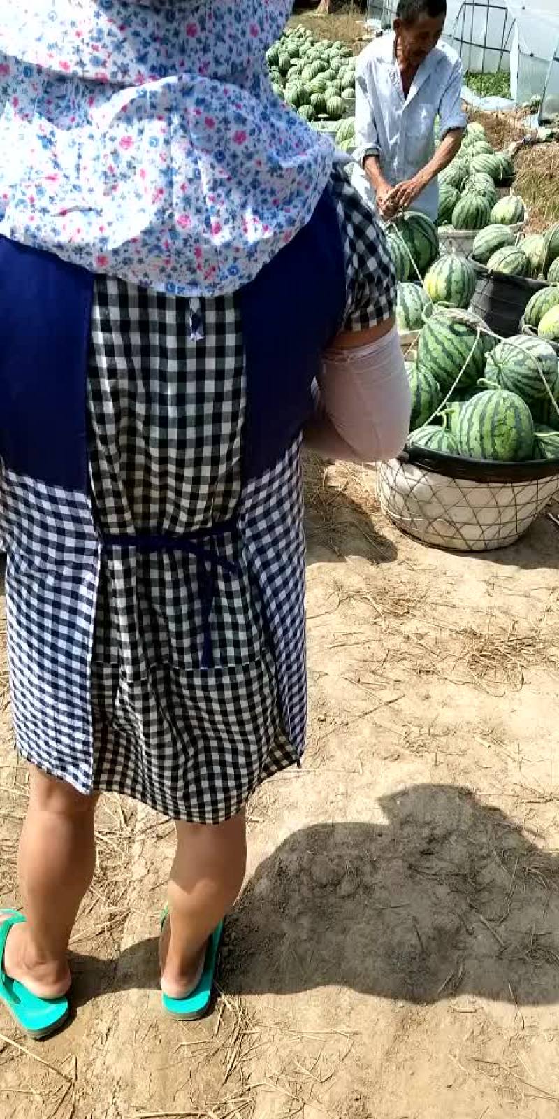 美都西瓜包熟包甜包质量