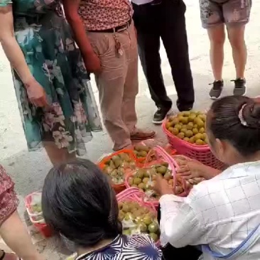 蜂糖李