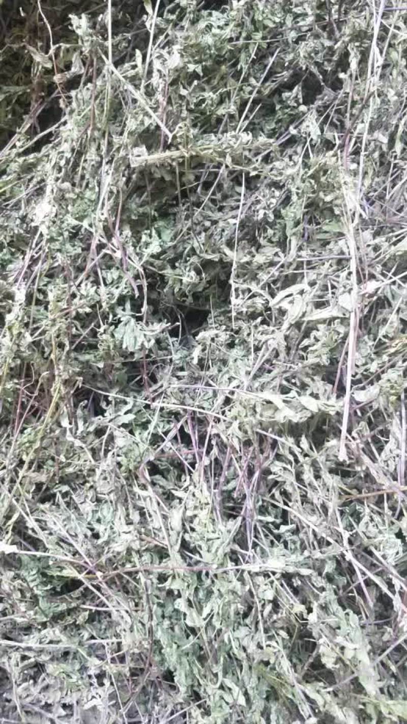 薄荷